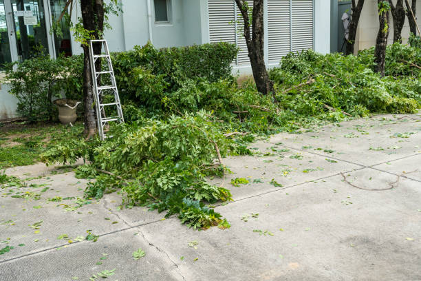 Best Tree Maintenance Programs  in Lynden, WA